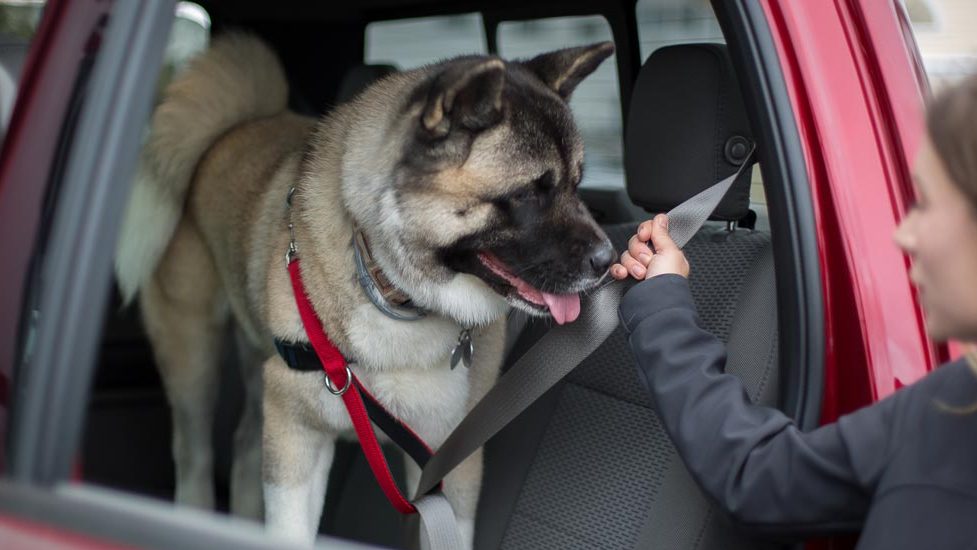 secure your dog in the car with leash system